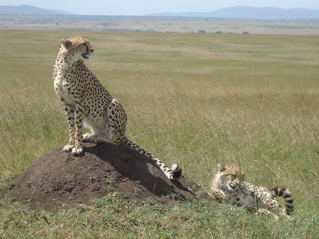 Loyk Mara Luxury Camp Hotell Maasai Mara Exteriör bild