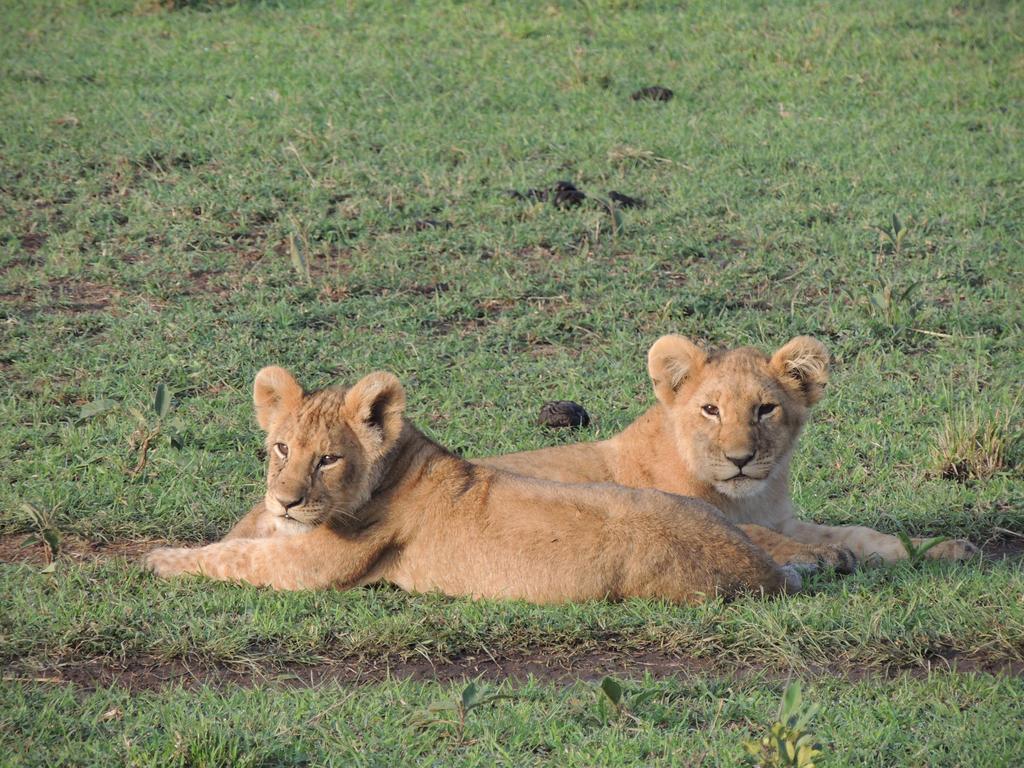 Loyk Mara Luxury Camp Hotell Maasai Mara Exteriör bild