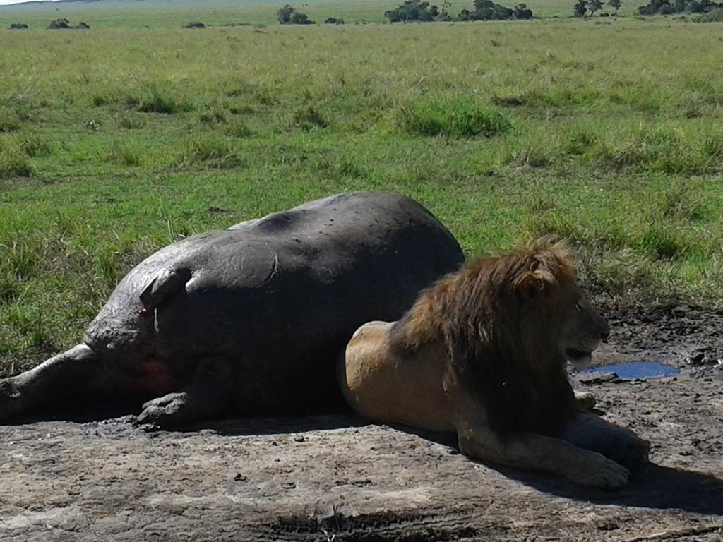 Loyk Mara Luxury Camp Hotell Maasai Mara Exteriör bild