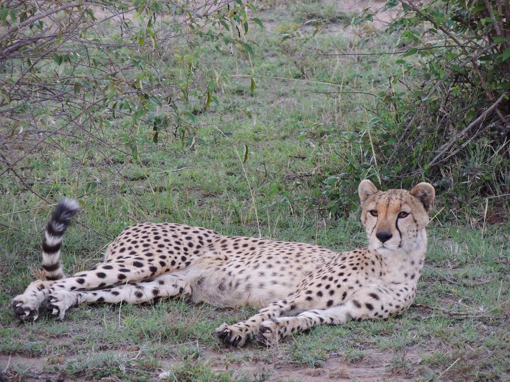 Loyk Mara Luxury Camp Hotell Maasai Mara Exteriör bild