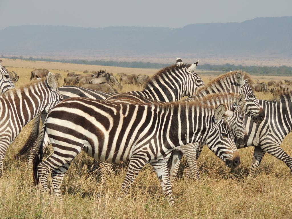 Loyk Mara Luxury Camp Hotell Maasai Mara Exteriör bild