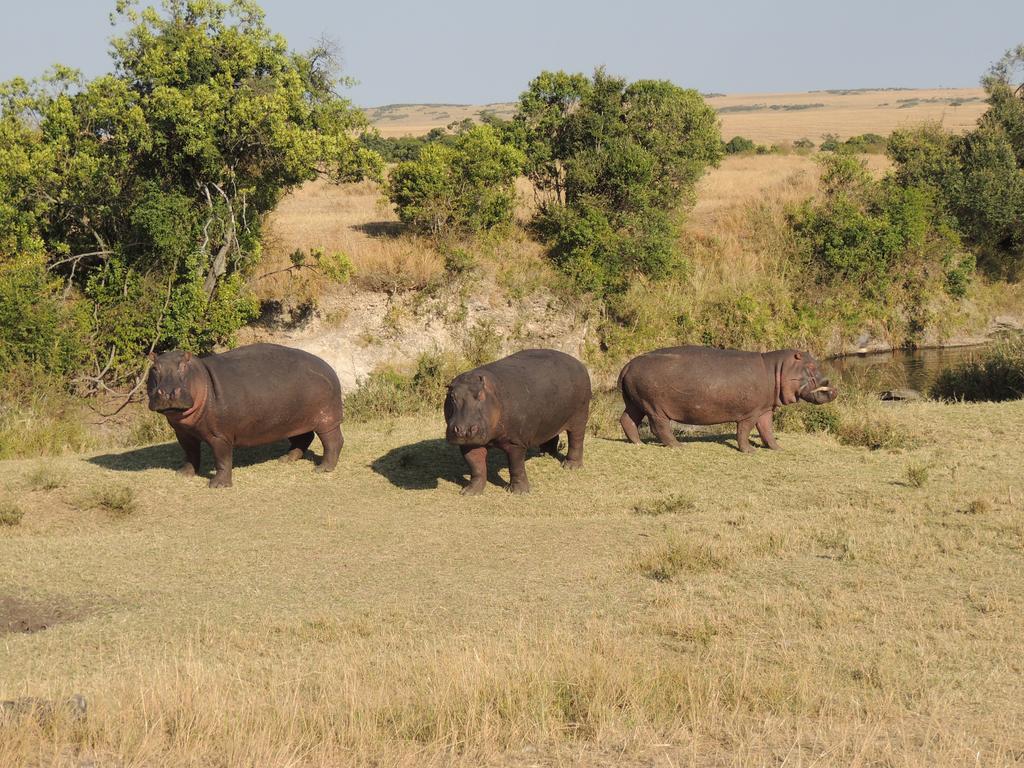Loyk Mara Luxury Camp Hotell Maasai Mara Exteriör bild