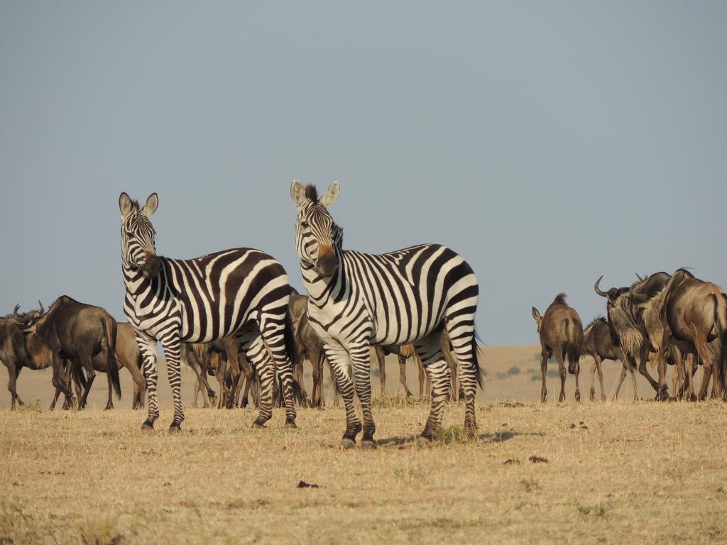 Loyk Mara Luxury Camp Hotell Maasai Mara Exteriör bild