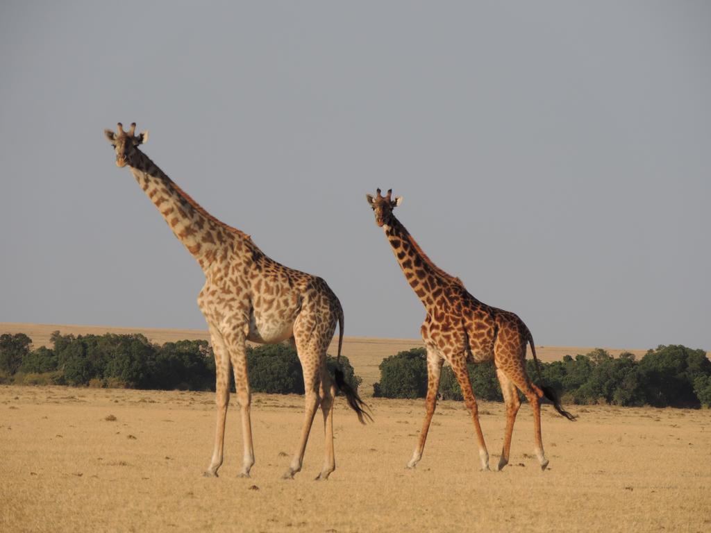 Loyk Mara Luxury Camp Hotell Maasai Mara Exteriör bild