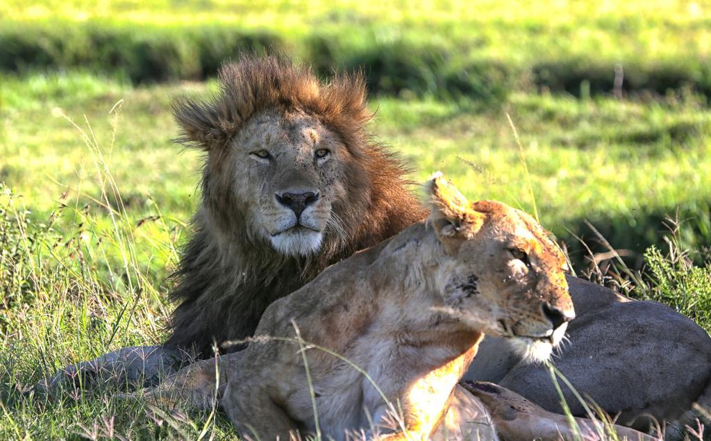 Loyk Mara Luxury Camp Hotell Maasai Mara Exteriör bild