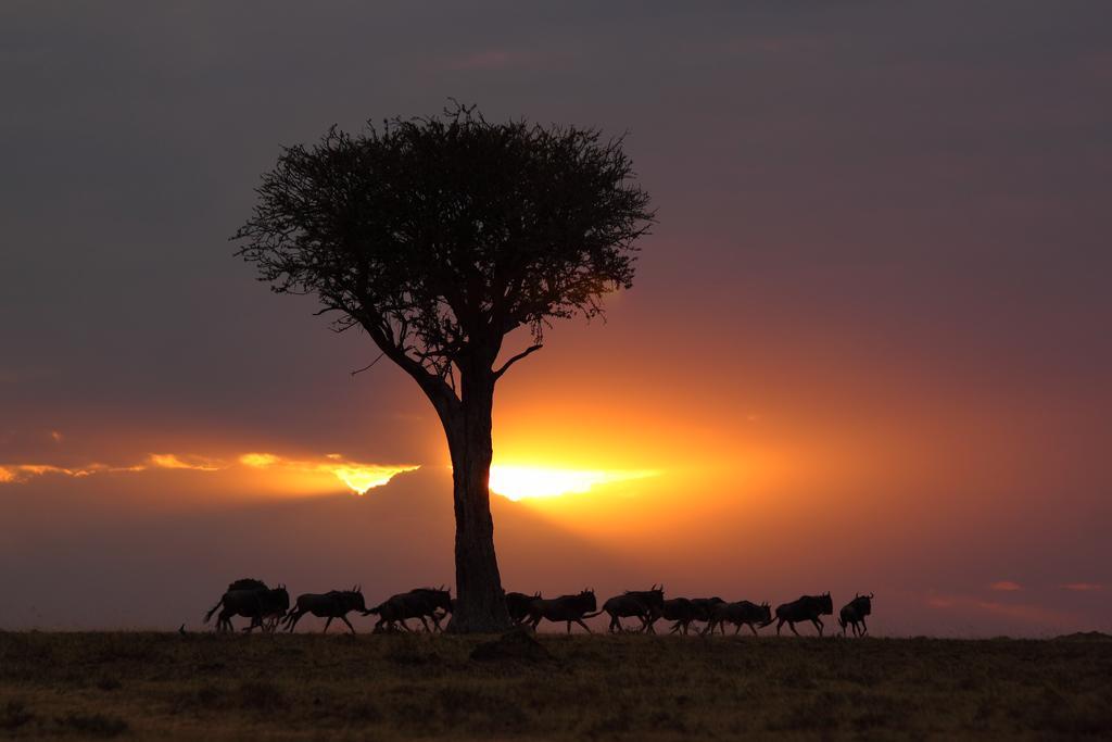 Loyk Mara Luxury Camp Hotell Maasai Mara Exteriör bild